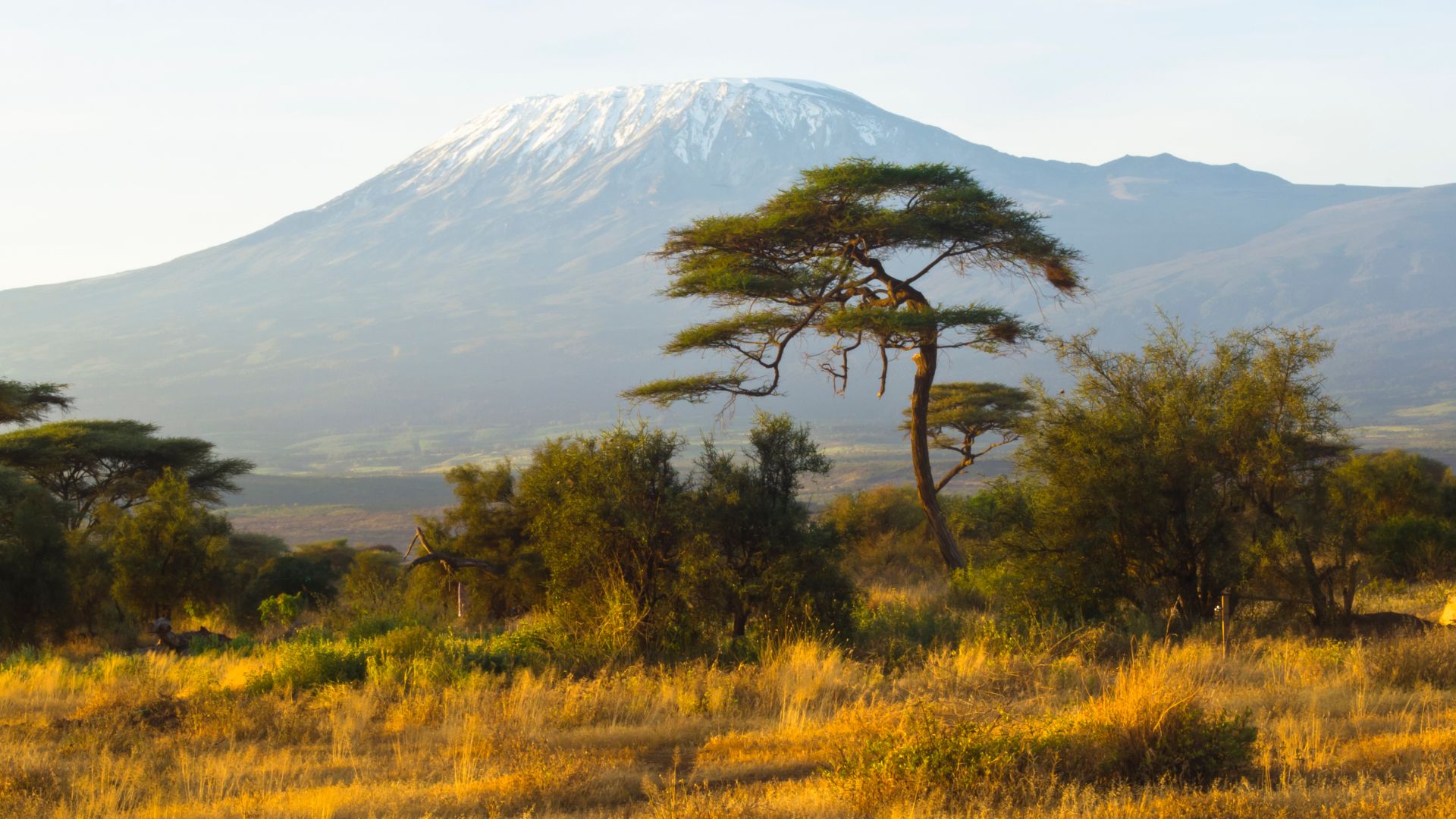 Maasai People in NCA