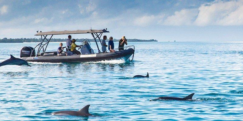 Dolphin Tour Zanzibar